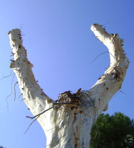 Έντονες αντιδράσεις για το κλάδεμα των δέντρων στη Λέρο Έντονες αντιδράσεις για το κλάδεμα των δέντρων στη Λέρο