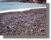 Γέμισε η παραλία στο Παντέλι Λέρου με &#8230;ψόφια ψάρια!