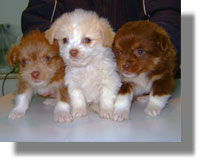 Εγκατέλειψαν 3 νεογέννητα κουτάβια σε χάρτινη κούτα...