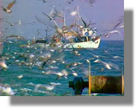 Ο περιφερειακός σύμβουλος Μιχάλης Τρεμόπουλος καταγγέλλει παράνομη αλιεία με βενζινότρατες στη Λέρο