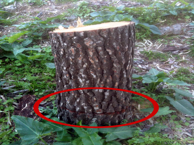 Οικολογικό έγκλημα στην ευρύτερη περιοχή της Μερικιάς!