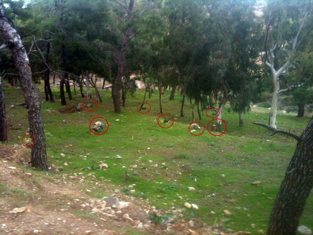 Οικολογικό έγκλημα στην ευρύτερη περιοχή της Μερικιάς!