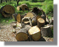 48χρονος έκοψε πεύκο σε αναδασωτέα περιοχή, αλλά τον έπιασε η αστυνομία