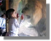 Δείτε το VIDEO με το λιοντάρι που κάνει θραύση στο διαδίκτυο!