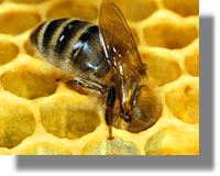 Προγράμματα δράσης για τους μελισσοκόμους