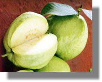 ΓΚΑΒΑΦΑ ΛΕΡΟΥ