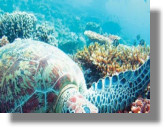 Τοξικό φύκι «εξορίζει» τα ψάρια