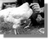 Η απίστευτη ιστορία του… ακέφαλου κοτόπουλου που έζησε 18 μήνες!