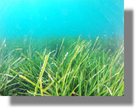 Φύκια 100.000 ετών εντοπίσθηκαν στα Δωδεκάνησα