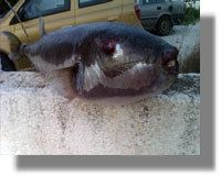 Ένα τεράστιο δηλητηριώδη λαγοκέφαλο έπιασε ψαράς στα δίκτυα του