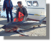 Σκυλόψαρο 4 μέτρα ψαρεύτηκε στην περιοχή της Πάτμου