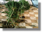 χασισόδεντρα