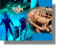 Εξαφανίσθηκε αρχαίο ναυάγιο με θησαυρό στην περιοχή της Δωδ/σου