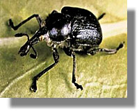 ελαιώνων έντομο Ρυγχίτη