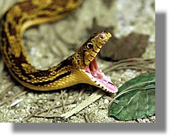 ΠΑΤΜΟΣ Οχιά