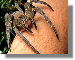 τσίμπημα αράχνης