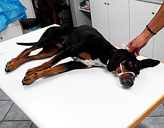 ΚΑΤΑΓΓΕΛΙΑ: Ταξί τραυμάτισε σκύλο και τον παράτησε στη μέση του δρόμου - Το άτυχο ζώο υπεβλήθη σε ευθανασία skili atyxima