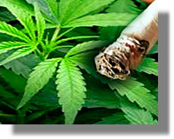 καλλιέργεια κάνναβης