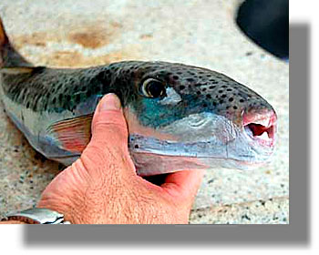 Προσπάθειες να μειωθεί ο πληθυσμός των λαγοκέφαλων από το ΕΛΚΕΘΕ