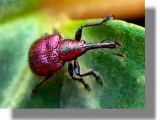 Προσβολή Ελαιώνων από το έντομο Ρυγχίτη &#8211; Οδηγίες αντιμετώπισης