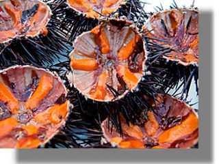 Σπάνιο είδος αχινού εντοπίστηκε στην Κάλυμνο