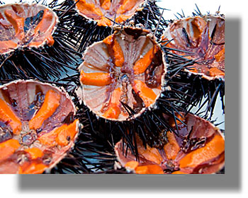 Σπάνιο είδος αχινού εντοπίστηκε στην Κάλυμνο