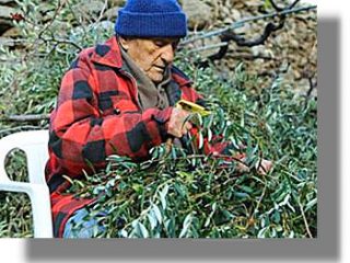 Που οφείλεται η μακροβιότητα των Ικαριωτών;