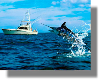 Κατάσχεση αλιευμάτων στην Κάλυμνο