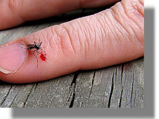 ΚΩΣ: Παγίδες για μολυσμένα κουνούπια απο το ΚΕΕΛΠΝΟ