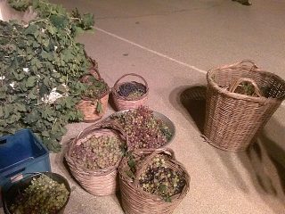 Λέρος: Πρόσκληση στη γιορτή Κρασιού στο Δρυμώνα