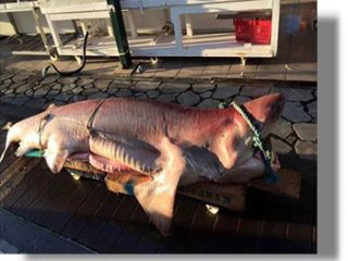 Αλιεύτηκε καρχαρίας 3,5 μέτρων στην περιοχή δυτικά Καλύμνου &#8211; Λέρου