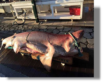 ΡΟΔΟΣ: Ξεβράστηκε καρχαριοειδές σε απομακρυσμένη παραλία