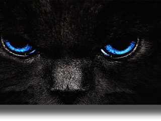 Ο&#8230; «έσκισα τη γάτα» είναι σοβαρά&#8230; γρατζουνισμένος!