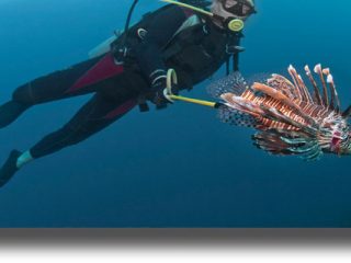 Λεοντόψαρα εμφανίσθηκαν στη Ρόδο &#8211; Τι λένε οι ειδικοί για την επικινδυνότητα του ψαριού