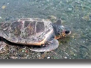 ΛΕΡΟΣ: Απελευθερώθηκε η χελώνα Caretta Caretta στα νερά της Λέρου! [VIDEO]