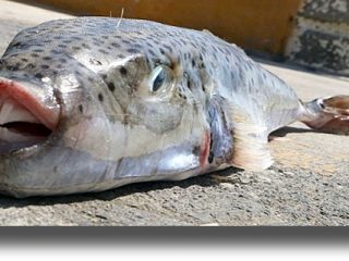 Προσπάθειες να μειωθεί ο πληθυσμός των λαγοκέφαλων από το ΕΛΚΕΘΕ