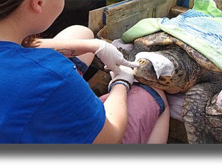 Στα νερά της Λέρου απελευθερώνεται η θαλάσσια χελώνα «Άρτεμις»!