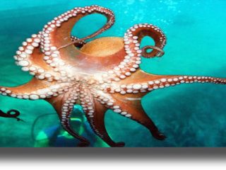 Ανεξήγητη κατακόρυφη αύξηση του παγκόσμιου πληθυσμού χταποδιών