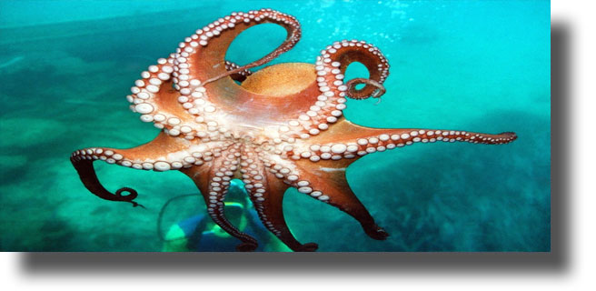 Ανεξήγητη κατακόρυφη αύξηση του παγκόσμιου πληθυσμού χταποδιών