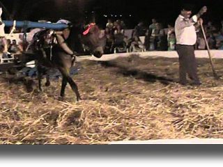 ΛΕΡΟΣ: Το Σάββατο 23 Ιουλίου η γιορτή του Αλωνάρη