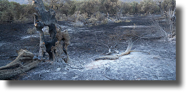 ΛΕΡΟΣ: Υπό έλεγχο η πυρκαγιά – Αναταραχή στο hotspot