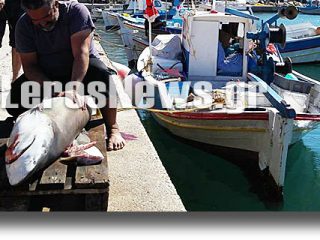ΛΕΙΨΟΙ: Ψάρεψαν λευκό καρχαρία με&#8230; παραγάδι [ΦΩΤΟ]