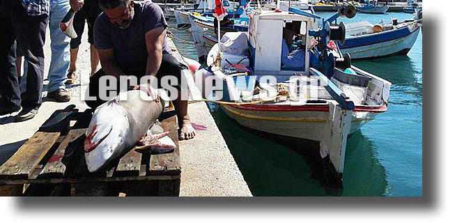 ΛΕΙΨΟΙ: Ψάρεψαν λευκό καρχαρία με… παραγάδι [ΦΩΤΟ]
