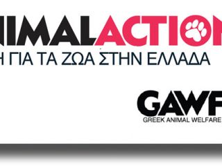 ΛΕΡΟΣ: Πρόγραμμα Φροντίδας Ιπποειδών από την Animal Action Hellas