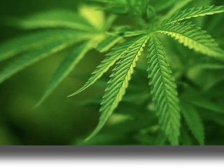 ΛΕΡΟΣ: Σύλληψη 26χρονης με μικροποσότητα ακατέργαστης κάνναβης