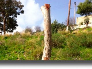 ΛΕΡΟΣ: Δελτίο Τύπου της Δημ. Παράταξης &#8220;Ελπίδα για τη Λέρο&#8221; για το ανεξέλεγκτο κλάδεμα-κατακρεούργηση των δέντρων