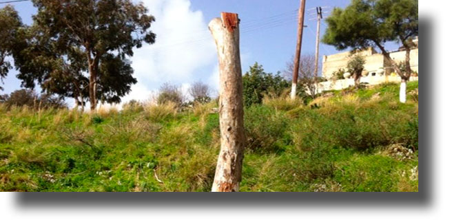 ΛΕΡΟΣ: Δελτίο Τύπου της Δημ. Παράταξης “Ελπίδα για τη Λέρο” για το ανεξέλεγκτο κλάδεμα-κατακρεούργηση των δέντρων