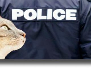 ΛΕΡΟΣ: Έντεκα γάτες θανάτωσαν άγνωστοι