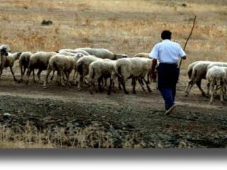 Ενίσχυση 1,68 εκατ. ευρώ στους κτηνοτρόφους Κω, Λέρου, Μεγίστης, Σάμου, Χίου, Μυτιλήνης