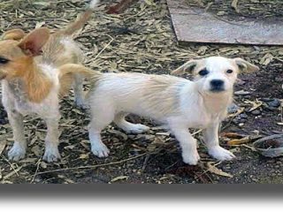 ΛΕΡΟΣ: Καταγγελία από συμπολίτισσα μας για εγκατάλειψη δυο μικρών σκύλων